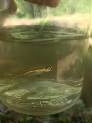 Rasbora trilineata