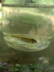 Rasbora trilineata