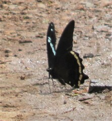 Papilio nireus lyaeus