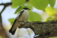 Ficedula albicollis