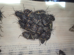Aplerotus maculatus