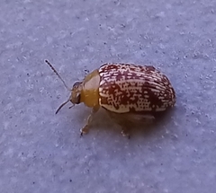 Calotheca