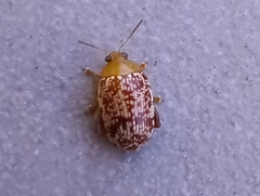 Calotheca