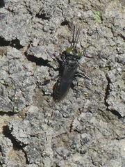 Tachysphex nigerrimus