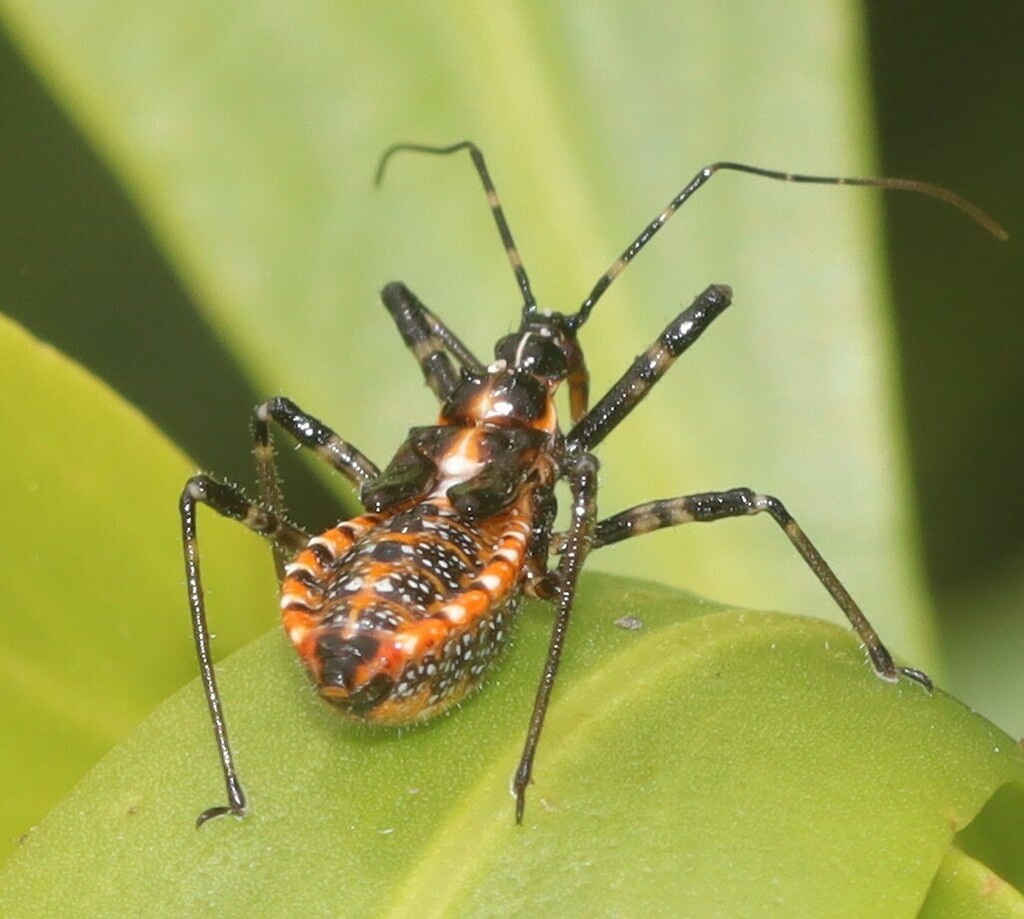 Orange Assassin Bug from Torquay VIC 3228, Australia on November 26 ...