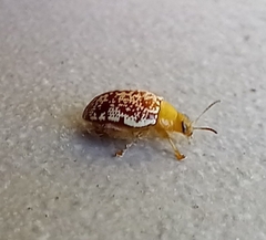 Calotheca