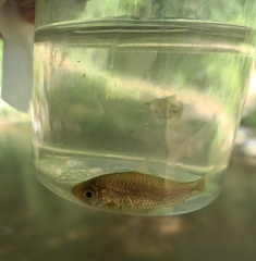 Osteochilus vittatus