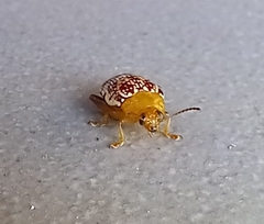 Calotheca