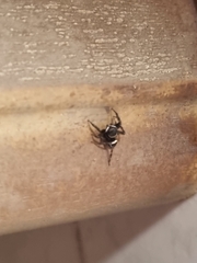 Hasarius adansoni