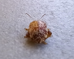 Calotheca