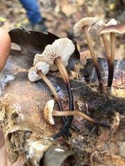 Gymnopus brassicolens