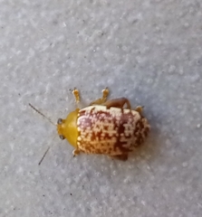 Calotheca
