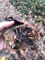 Gymnopus brassicolens