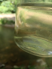 Osteochilus vittatus