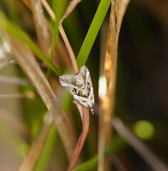 Dichromodes stilbiata