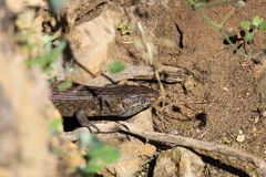 Egernia kingii