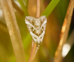 Dichromodes stilbiata