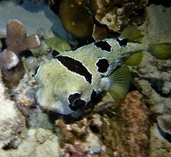 Diodon liturosus
