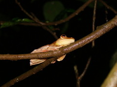 Rhacophorus pardalis