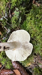 Tricholoma saponaceum
