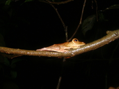 Rhacophorus pardalis