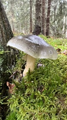 Tricholoma saponaceum