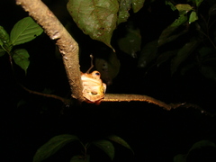 Rhacophorus pardalis