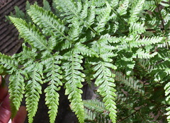 Pteris tremula