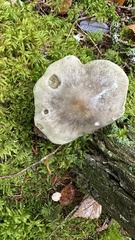 Tricholoma saponaceum