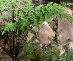 Pteris tremula
