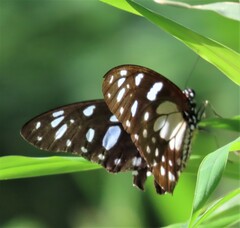 Graphium leonidas leonidas