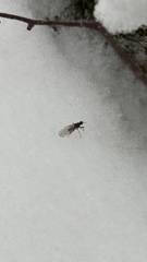 Heleomyzidae