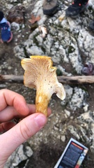 Cantharellus ferruginascens