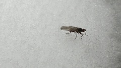 Heleomyzidae