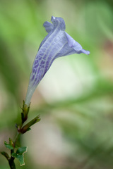 Strobilanthes flexicaulis