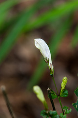 Strobilanthes flexicaulis