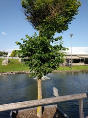 Tetraneura