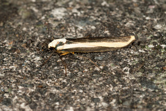 Chrysorabdia vilemani