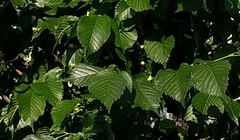 Tetraneura