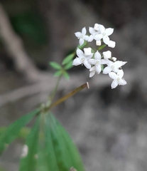 Galium odoratum