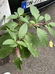 Phytolacca americana
