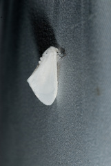 Sphrageidus virguncula