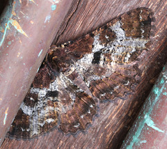 Paradromulia ambigua