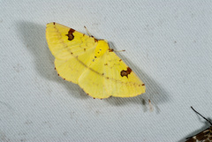 Opisthograptis punctilineata