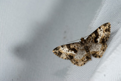 Monocerotesa virgata