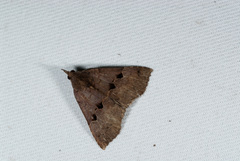Hypena sinuosa