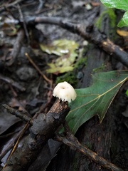 Lentinellus micheneri