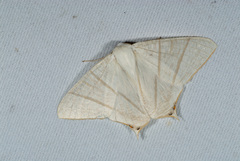 Ourapteryx pallidula