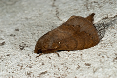 Dendrolimus punctata