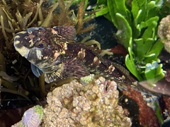 Lepidoblennius haplodactylus